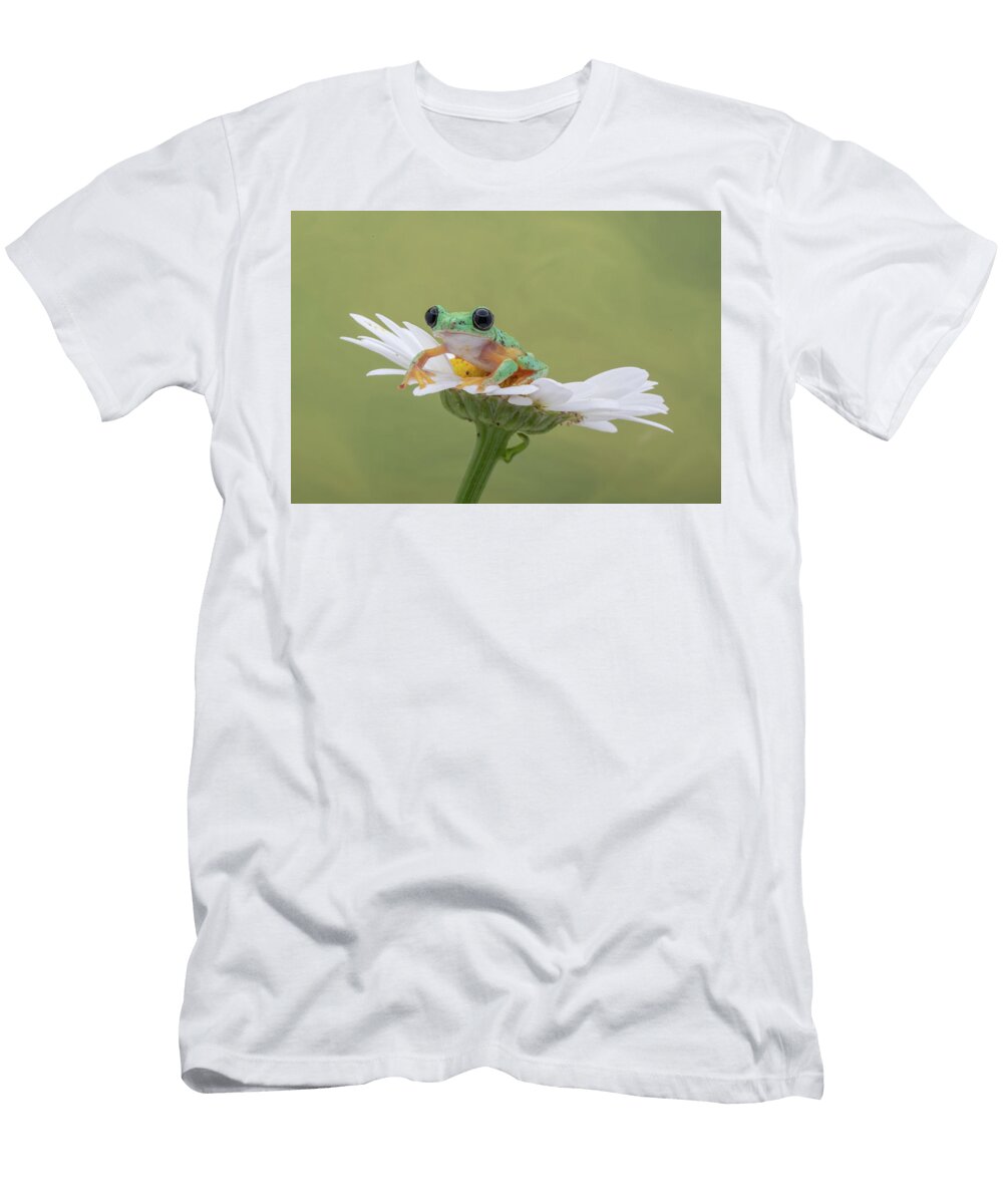 Lazy Daisy Lisa Craig T-Shirt